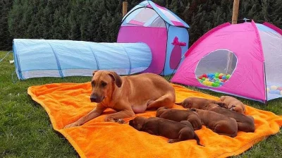 Rhodéský Ridgeback štěňata s pp